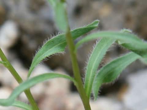 Erigeron thunbergii var. angustifolius