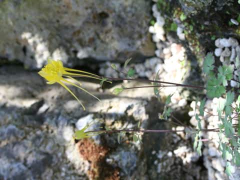 Aquilegia longissima