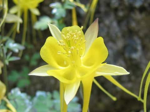 Aquilegia longissima