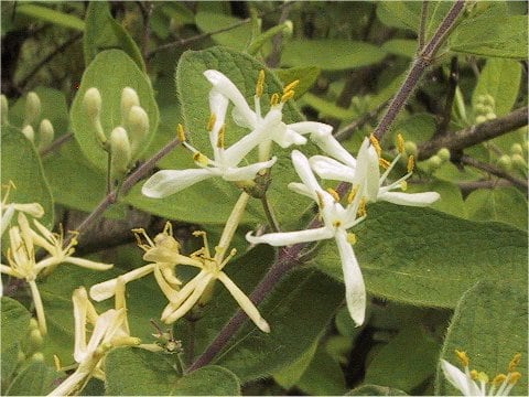 Lonicera strophiophora