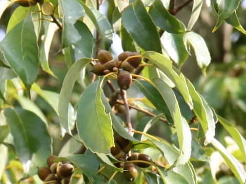 Quercus glauca