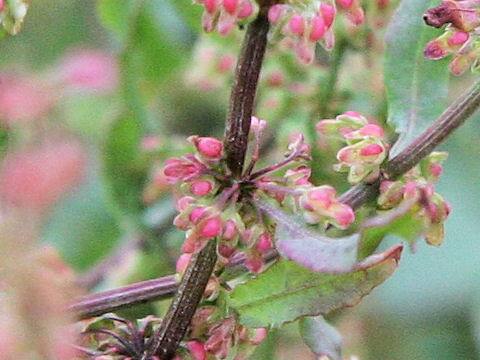 Rumex conglomeratus