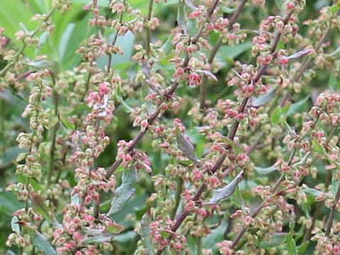 Rumex conglomeratus