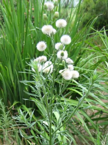 Erigeron bonariensis