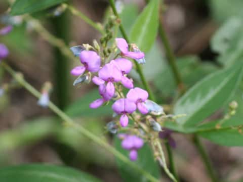 Desmodium paniculatum
