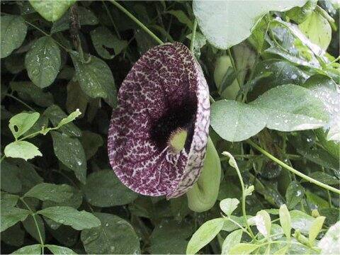 Aristolochia elegans