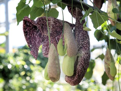 Aristolochia gigantea