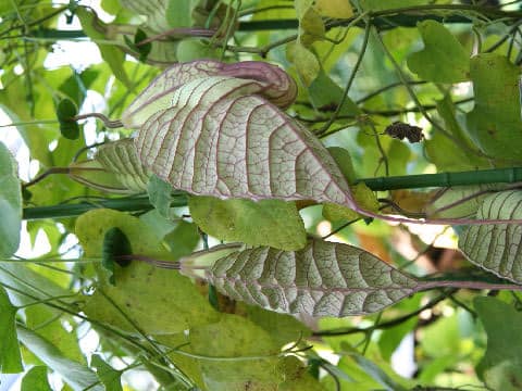 Aristolochia grandiflora