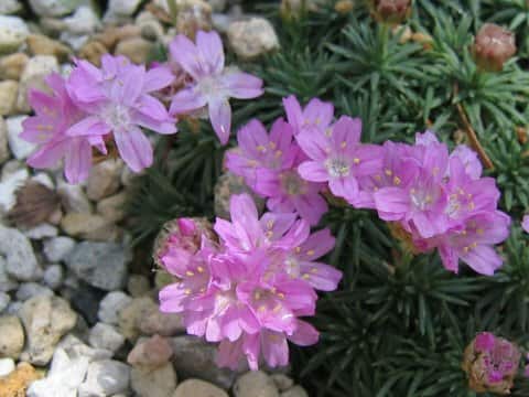 Armeria caespitosa