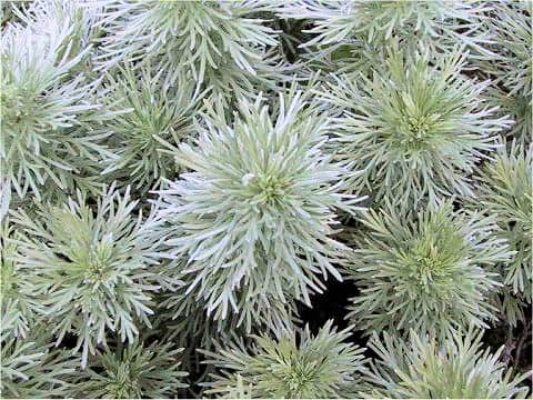 Artemisia schmidtiana