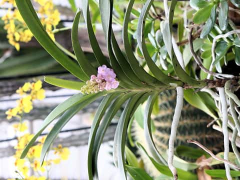 Ascocentrum christensonianum