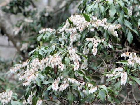 Pieris japonica