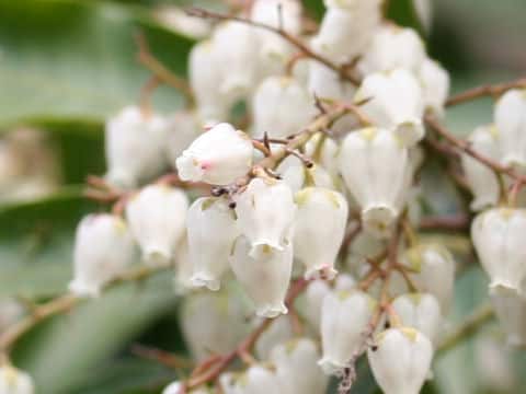 Pieris japonica