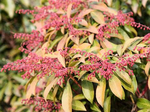Pieris japonica
