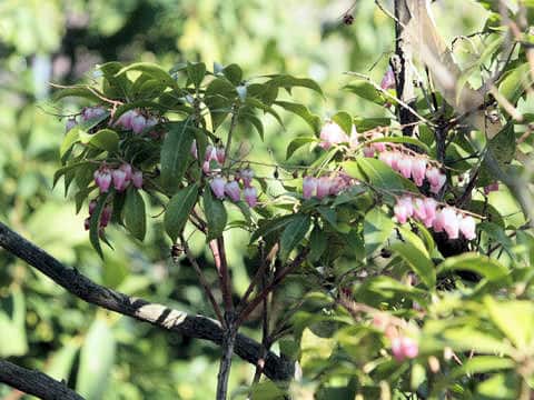 Pieris japonica