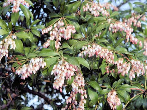 Pieris japonica