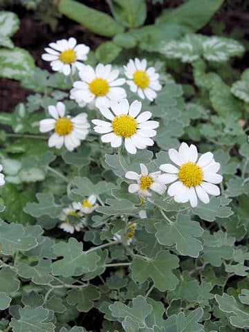 Chrysanthemum occidentali-japonense var. ashizuriense