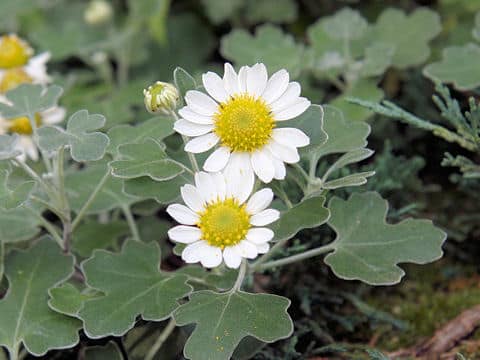 Chrysanthemum occidentali-japonense var. ashizuriense