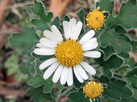 Chrysanthemum occidentali-japonense var. ashizuriense