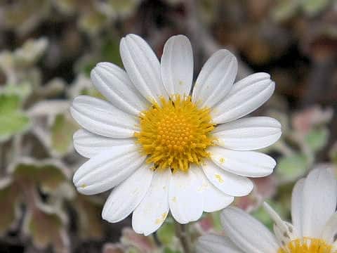 Chrysanthemum occidentali-japonense var. ashizuriense