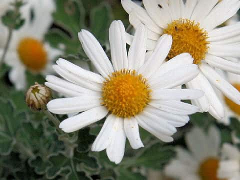 Chrysanthemum occidentali-japonense var. ashizuriense
