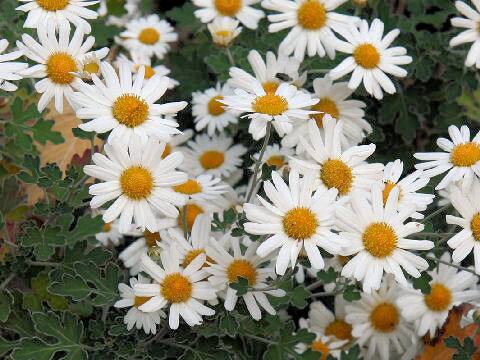 Chrysanthemum occidentali-japonense var. ashizuriense