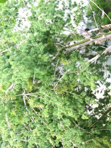 Asparagus myriocladus