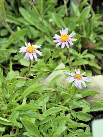 Aster alpinus