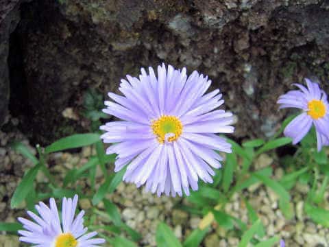 Aster alpinus