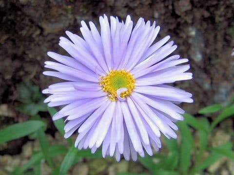 Aster alpinus
