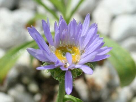 Aster himalaicus