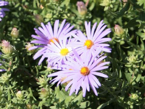 Aster praealtus