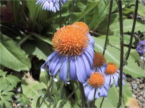 Aster yunnanensis