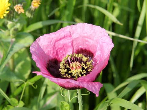 Papaver setigerum