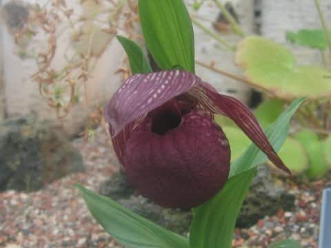 Cypripedium macranthum var. speciosum