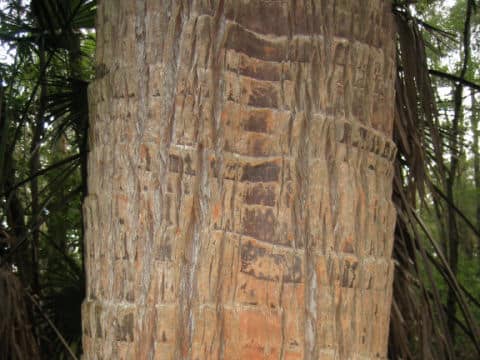 Livistona australis