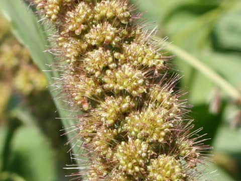 Setaria italica