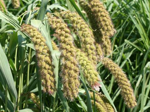 Setaria italica