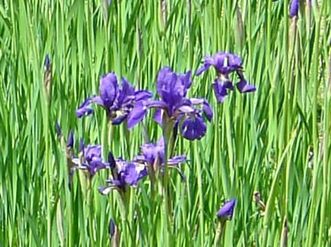 Iris sanguinea