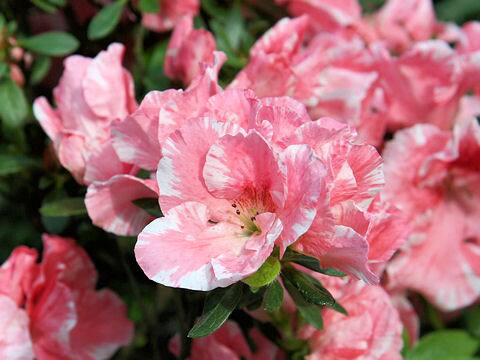 Rhododendron simsii cv.