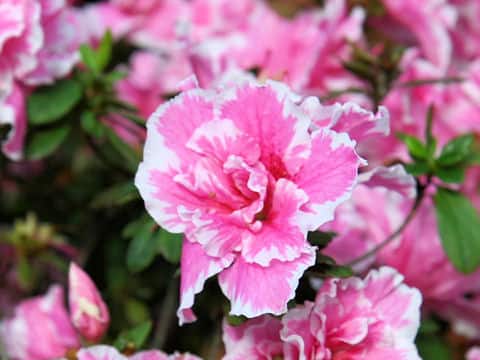 Rhododendron simsii cv.