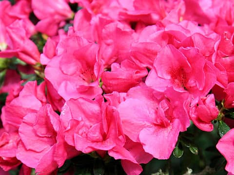 Rhododendron simsii cv.
