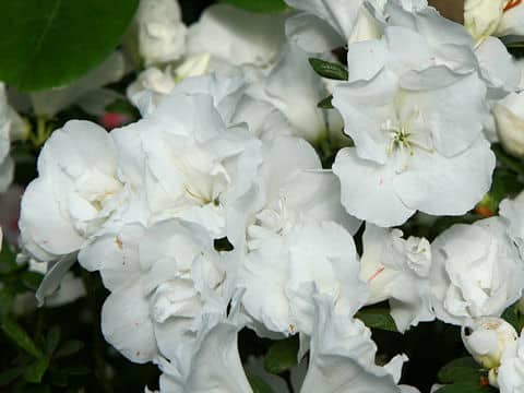 Rhododendron simsii cv.