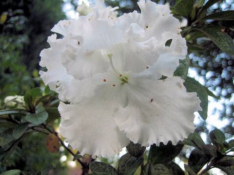 Rhododendron simsii cv.