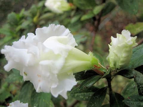 Rhododendron simsii cv.