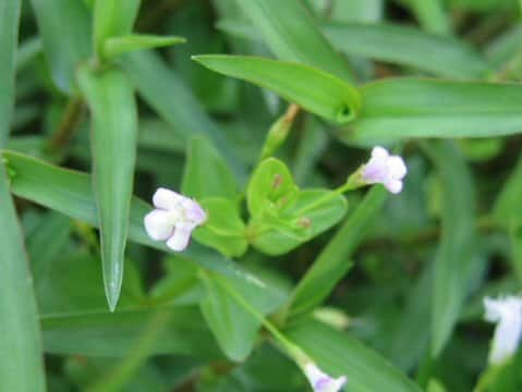 Lindernia pyxidaria
