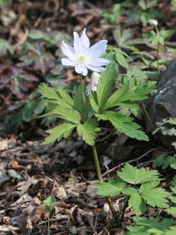 Anemone raddeana