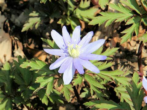 Anemone raddeana