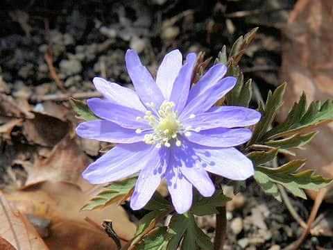 Anemone raddeana