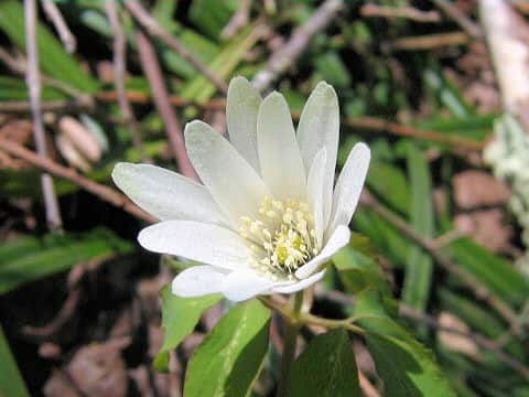 Anemone raddeana